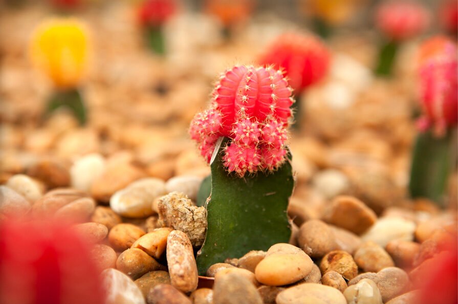 plant-nursery-05-8015442