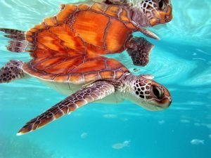 sea-turtles-10-300x225-4978399