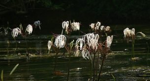 crinum_thaianum3-305x165-7525021
