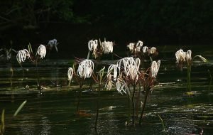 crinum_thaianum3-300x190-1478407