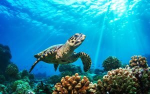 similan_1-300x188-9301506